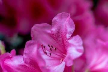 Obraz premium Rhododendron II