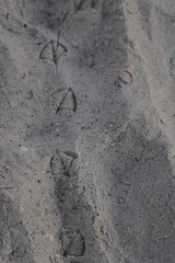 footprints in the sand