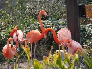 フラミンゴ