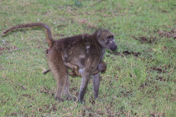Bärenpavian / Chacma Baboon / Papio ursinus.....
