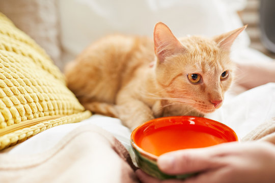 Closeup of unrecognizable woman offering water to ginger cat lying on bed, copy space