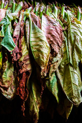 Details of tobacco leaves drying in a barn at tobacco farm in Vinales town, in the north-central Pinar del Río Province of Cuba