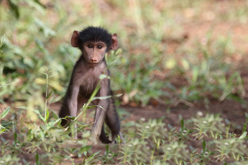 Bärenpavian / Chacma Baboon / Papio ursinus.....