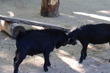 chevreaux s'amusant dans leur enclos