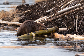 A large castor canadensis beaver chewing on popular branch