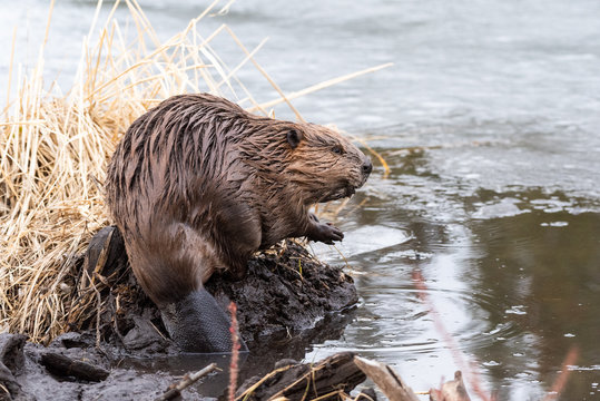 A young beaver on the edge of the dam