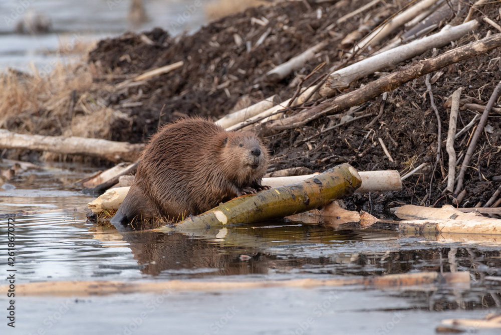 Wall mural A female beaver looking up trying to smell