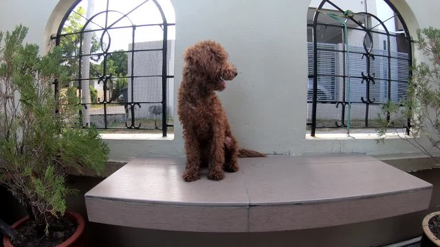 Happy poodle puppy playing in home garden 