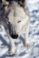 siberian husky dog in the snow