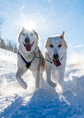 Husky dogs running in snow