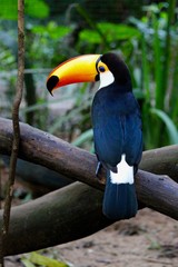 toucan on a branch