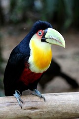 Aracari