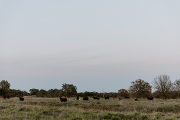 Naklejka na ściany i meble Herd of Cattle Cows Grazing on Farm Field at Sunset