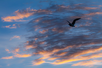 Seagull Soaring in Sunset