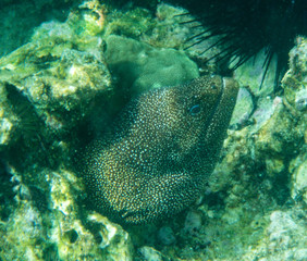 Whitemouthed Moray; Gymnothorax meleagris