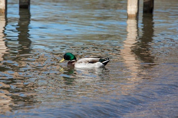 duck in reflective water