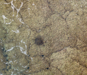 Green Sea Turtle; Chelonia mydas