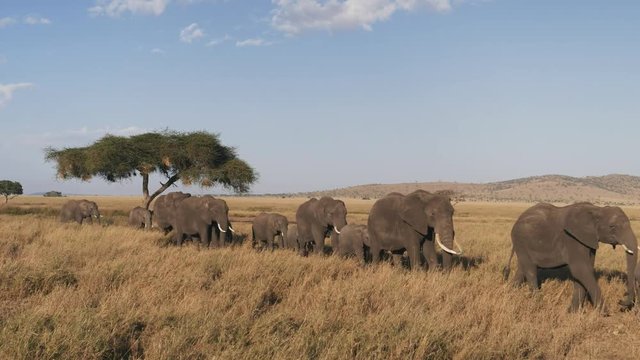 an elephant herd in single file approaching at serengeti national park in tanzania