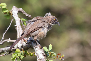 Braundrossling / Arrow-marked bubbler / Turdoides jardineii.