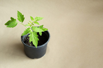 green seedling of tomatoes. one sprout in a black pot. light background. 