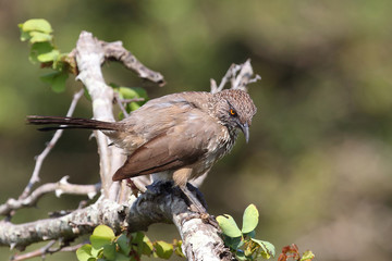 Braundrossling / Arrow-marked bubbler / Turdoides jardineii.