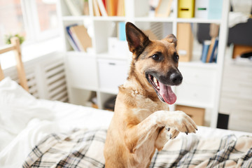 Portrait of joyful mixed breed dog  on bed doing tricks, copy space