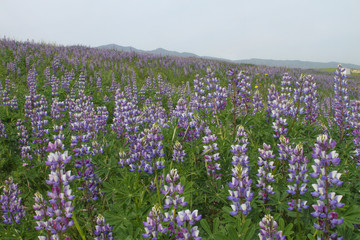 Field of Lupine