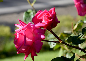 Hermosa rosa fucsia