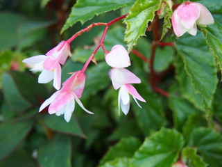 Pink and white begonia (Sydney Royal Botanical Gardens)