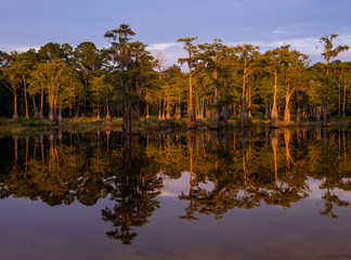 Fototapeta premium Mirrored reflection of a swampy cyprus tree grove near Tallahassee Florida. This type of forest is only found in the deep south 