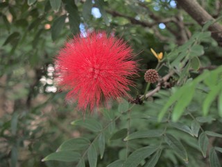 Surinamese stickpea (red australian native flowers)