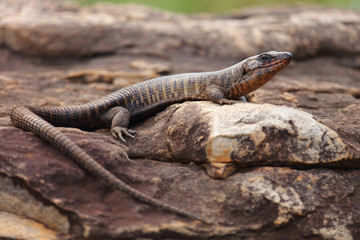 Felsen-Schildechse / Giant plated lizard / Gerrhosaurus validus