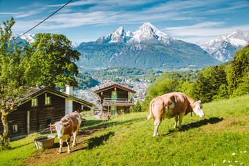 Idyllic alpine scenery with mountain chalets and cows grazing on green meadows in springtime