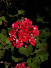 Fototapeta premium flower in garden