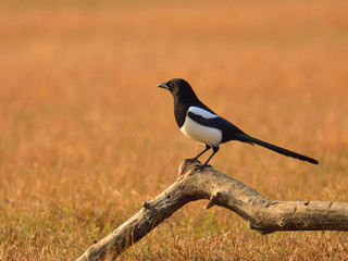 The common magpie (Pica pica) sitting on a meadow at sunset