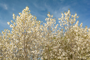 blooming cherry tree crown