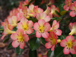 Obraz premium OLYMPUS DIGITAL CAMERA