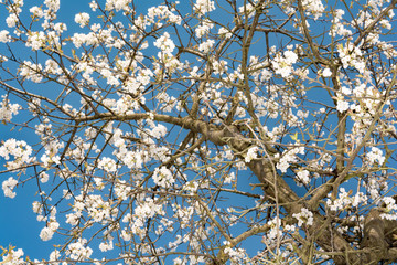 blooming cherry tree crown