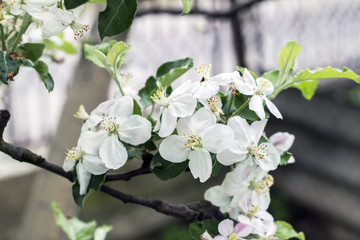 Beautiful blooming apple trees in spring park close up