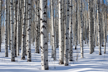 White aspen trees tower into the sky. Shot with a wide angle lens for exaggerated effect. The...