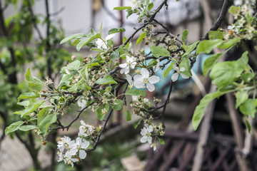 Beautiful blooming apple trees in spring park close up