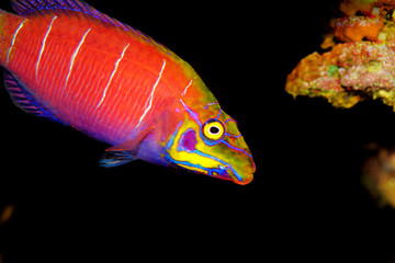 Mystery wrasse in coral reef aquarium tank
