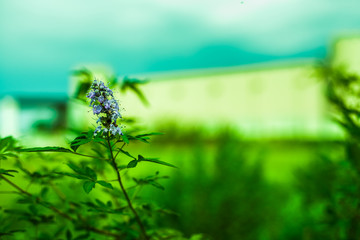 blue flower on green leaf