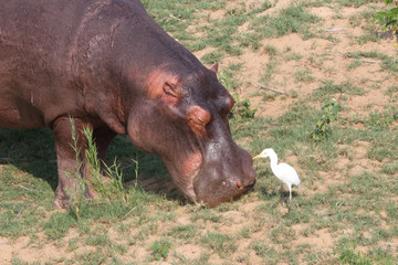 Fototapeta na wymiar Flußpferd / Hippopotamus / Hippopotamus amphibius.Kuhreiher / Cattle Egret / Bubulcus ibis
