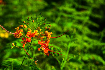 flower with leaves on green background
