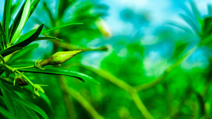 green leaves of a tree