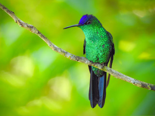 Violet-capped Woodnymph