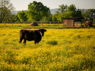 Black bull in yellow flowers during springtime bloom. The dark cow contrasts perfectly with the yellow wild flowers illustrating the hard work and beauty of the American farmer / rancher. 