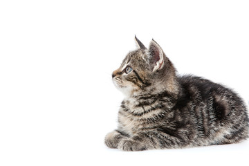 Kitten on white background