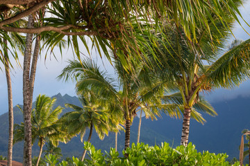 Palm tree in front of mountain range